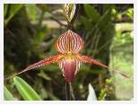 Rothschilds Orchid * 1280 x 960 * (529KB)